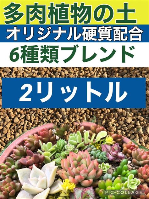 【未使用】多肉植物の土2リットル アガベ塊根エケベリアサボテンの土の落札情報詳細 ヤフオク落札価格検索 オークフリー