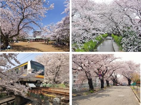 1500本の圧巻の桜風景に、全長2kmの桜並木が楽しめる 都内近郊の桜名所 川崎市多摩区のお花見スポット｜川崎市 多摩区のプレスリリース