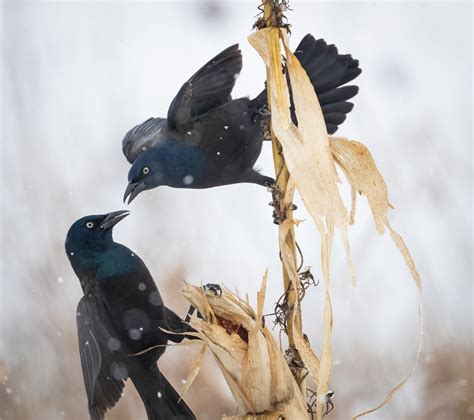 Common Grackle Owen Deutsch Photography