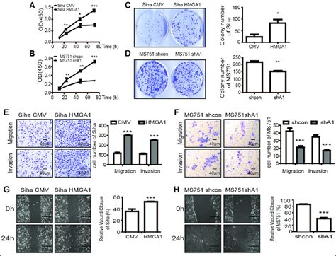 The Effect Of Hmga On Cervical Cancer Cell Proliferation Clone