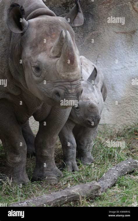 Black Rhinoceros Mother And Baby At Cincinnati Zoo Stock Photo Alamy