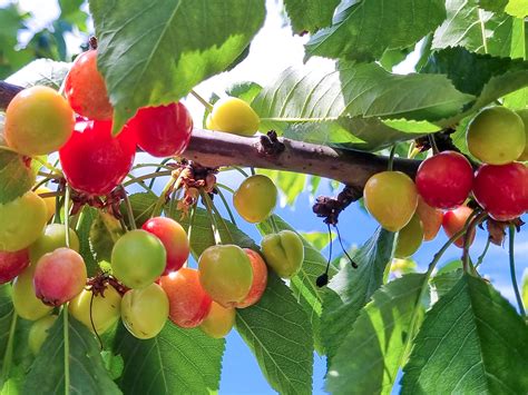 Cómo enfrentan las variedades de cerezo la inestabilidad climática