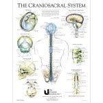 cranio sacral system diagram essence physical therapy