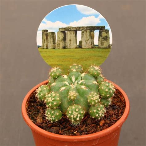 Matucana Polzii Cactus Andaluc A