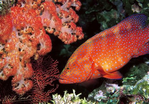 Coral Rock Cod Peter Jarver Fine Art Photography