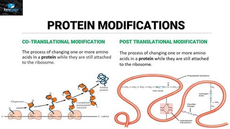 Protein Modifications