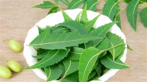 10 Wonderful Benefits And Uses Of Neem A Herb That Heals Ndtv Food