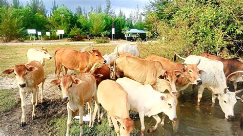 Sapi Lembu Lucu Berjalan Menyusuri Sungai Sambil Makan Rumput Hijau