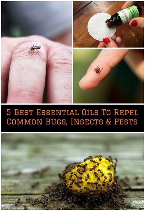 5 Best Essential Oils To Repel Common Bugs Insects Pests Best