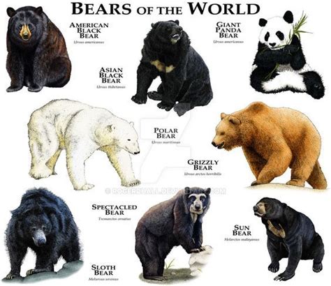 Pin by Ash Millett on Prehistoric Animals | Bear species, Animals wild, Animals beautiful