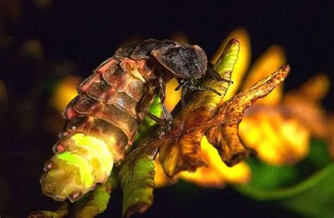 Glow Worm - Description, Habitat, Image, Diet, and Interesting Facts