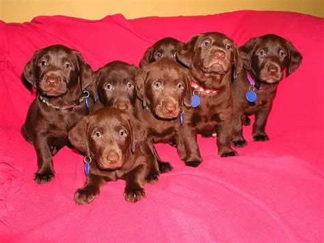 Pure Breed Chocolate Labrador Retriever Purebred Puppies