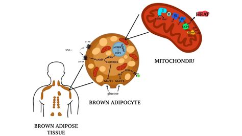 Why You Need Brown Fat – CircleDNA