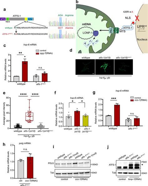 Atfs Dependent Transcription Is Impaired In Atfs Nuc Worms A