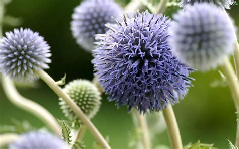 Flowers, Echinops Ritro - Flowers wallpapers: 2560x1600