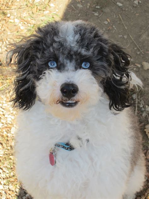 Everybody needs an Aussie Poo!!!! Meet my Barkley!!!!!!!! | Cute puppy ...