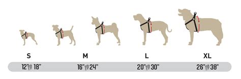 How To Measure A Dog For A Harness Petswall