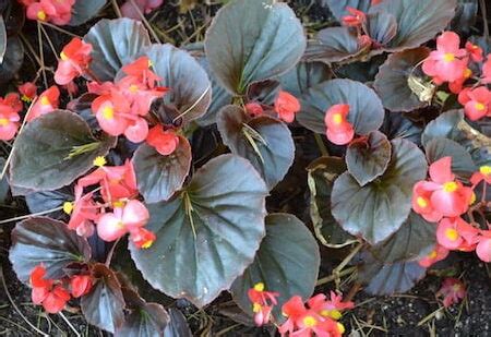 Cómo propagar begonias por esquejes una guía completa para plantar con