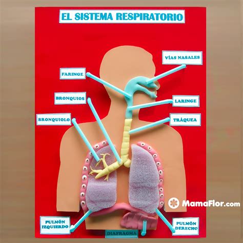 Maquetas Del Sistema Respiratorio DIY Manualidades MamaFlor