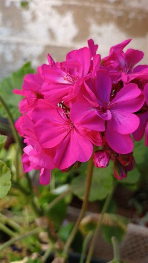 Observation Pelargonium hybridum L L Hér Rosario Yanez Nov 6