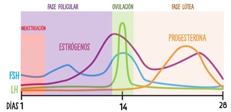 Ciclo Menstrual Y Entrenamiento Guía Completa【2023】