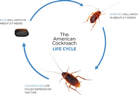 Everything You Need To Know About Cockroach Pest Control