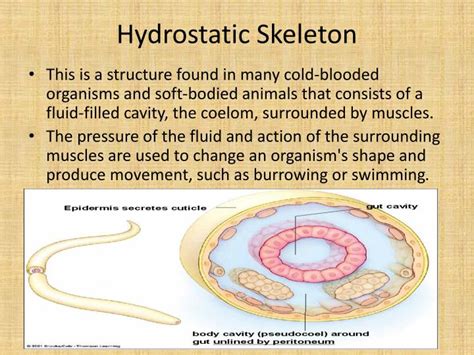 What Is Hydrostatic Skeleton