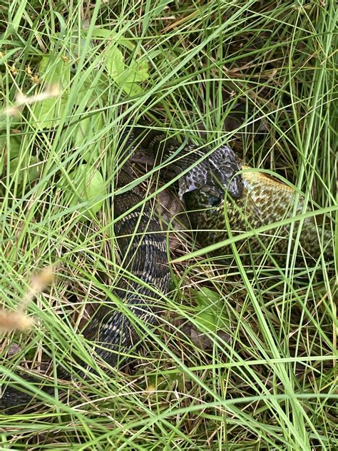 what kind of snake is this? upstate new york : r/snakes