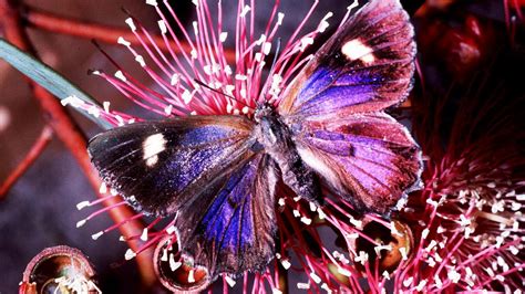 Dozens of Australian butterfly species at risk of extinction | news.com ...