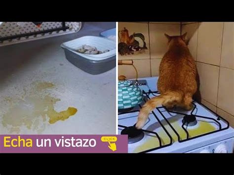 Como Evitar Que Mi Gato Se Orine En Todas Partes El rincón de Isi