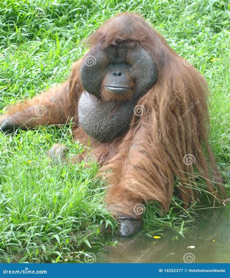 Huge Male Orangutan Monkey,borneo, Asia Orange Royalty Free Stock ...