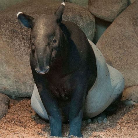 TAPIRTJE VERWACHT Tapir Pooh Is Hoogdrachtig En Kan Dus Elk Moment