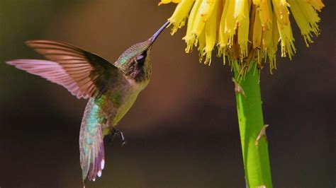 Meet the Bee Hummingbird: The Tiny Avian Marvel of Cuba