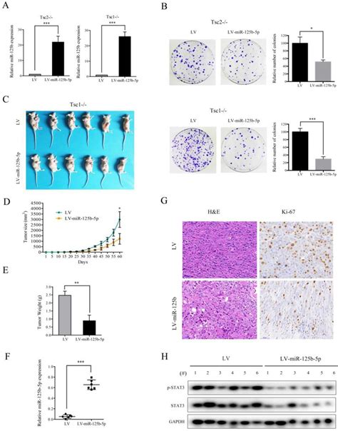 MiR 125b 5p STAT3 Pathway Regulated By MTORC1 Plays A Critical Role In