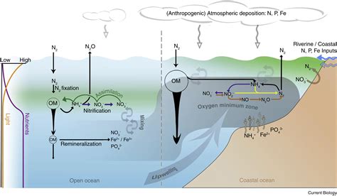 Nutrients That Limit Growth In The Ocean Current Biology