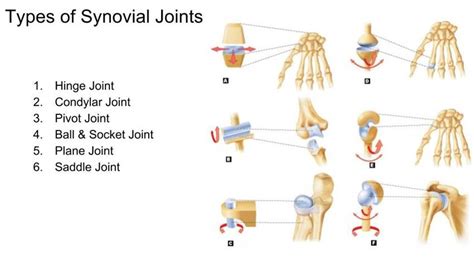 Types Of Joints Diagram Quizlet