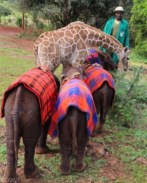 Visiting An Elephant Orphanage In Kenya The Sheldrick Wildlife Trust