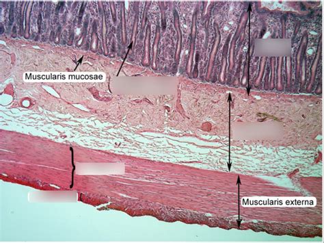 Layers of Small intestine Histology Diagram | Quizlet