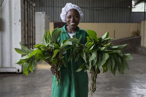 Money Does Grow On Trees For Rwanda’s Cassava Producers Oxfam Ireland