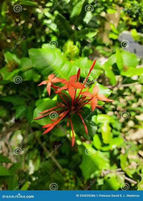 Flowers Gathered in a Determined Inflorescence of a Plant Species of
