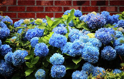 Blue Hydrangeas Are Beautiful Photograph by Cynthia Guinn - Pixels