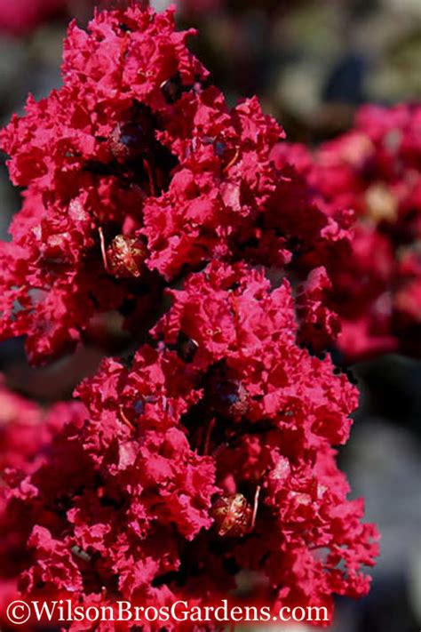 Dwarf Crape Myrtle Red