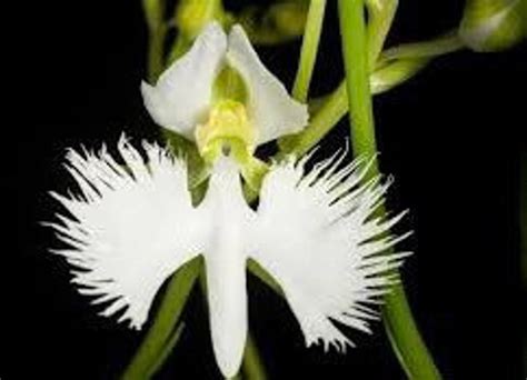 Fringed Orchid Seeds Crane Orchid Pecteilis Radiata The Etsy