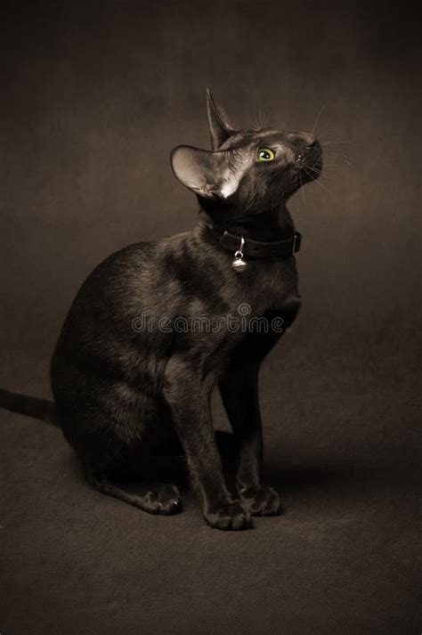 black oriental cat stock image image  fluffy gender