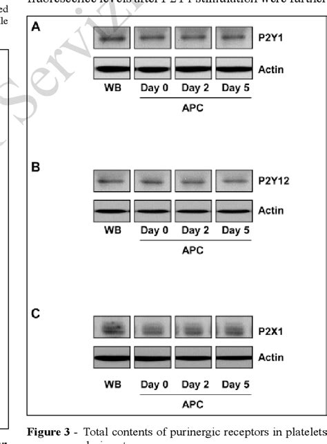 Figure 3 From Expression And Function Of Purinergic Receptors In