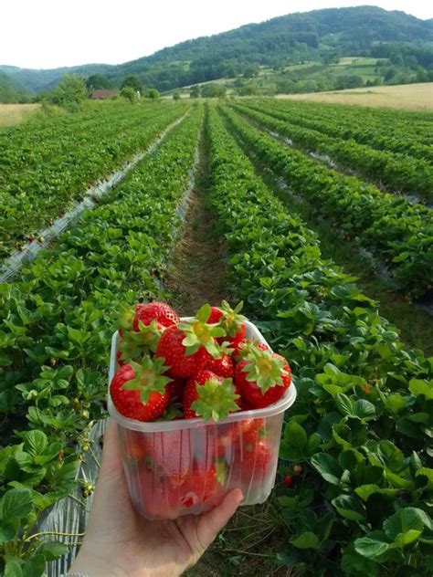 Originalne Frigo Sadnica Sadnice Jagode Kleri Maja Alba Sadnice Olx Ba