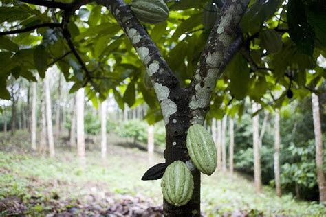 Learn How To Grow Theobroma Cacao Indoors To Make Your Own Chocolate