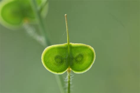 Biscutella Auriculata Flickr