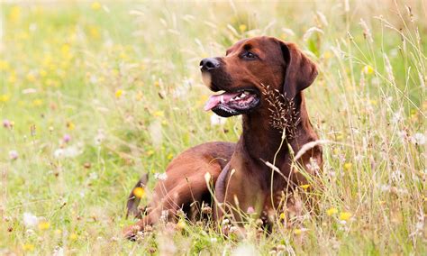 Red Bone Hound Puppies