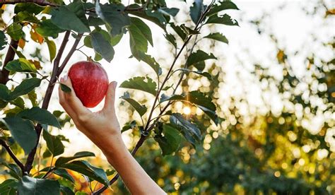 Por qué se considera a la manzana como el fruto prohibido Helios